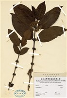 藏品(咖啡樹)的圖片